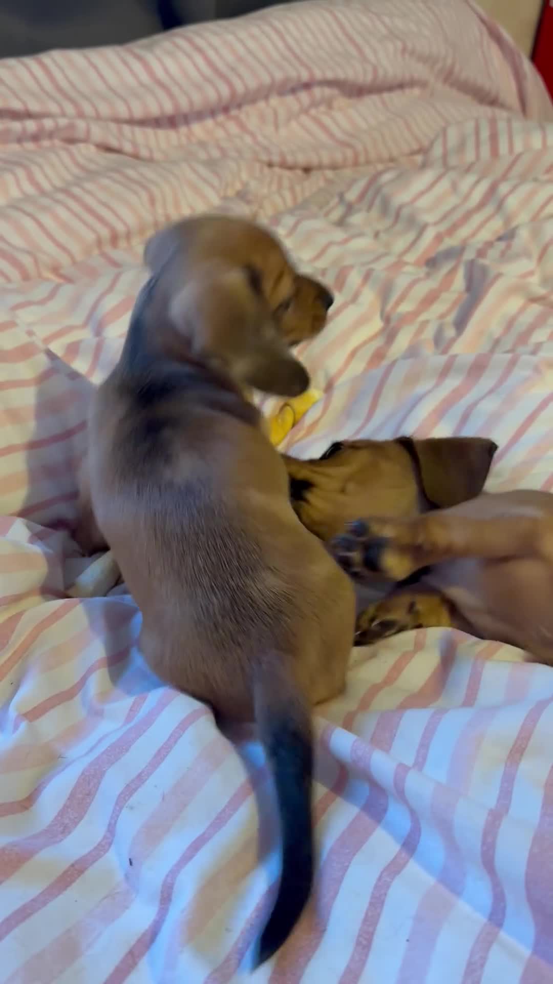 Miniature Dachshund dogs for sale: Beautiful miniature dachshund - Video 1