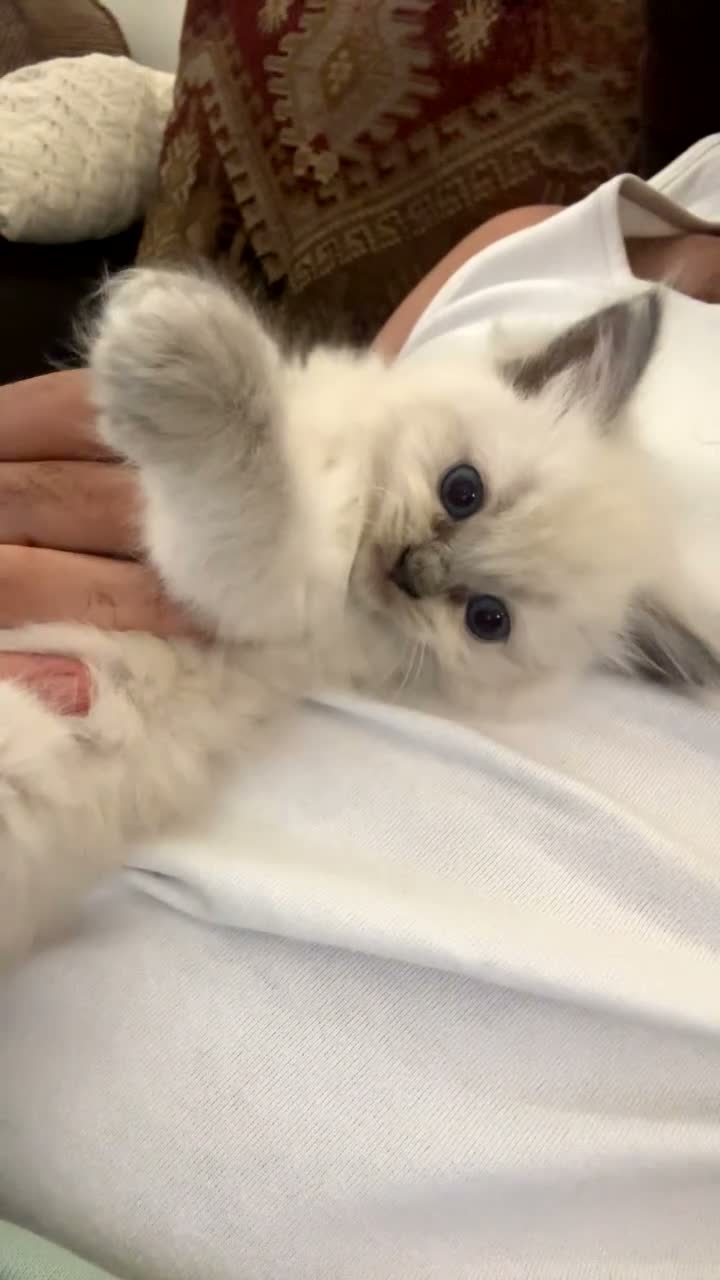 Ragdoll cats for sale: Beautiful Ragdoll Kittens for sale  - Video 2