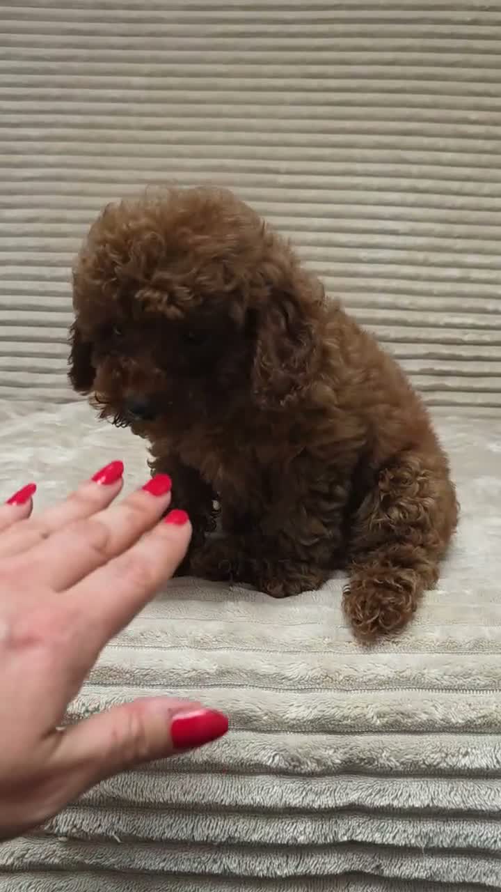 Toy Poodle dogs for sale:  Red Toy Poodle Puppies – Asian Teddy Bear Type in Motherwell - Video 3