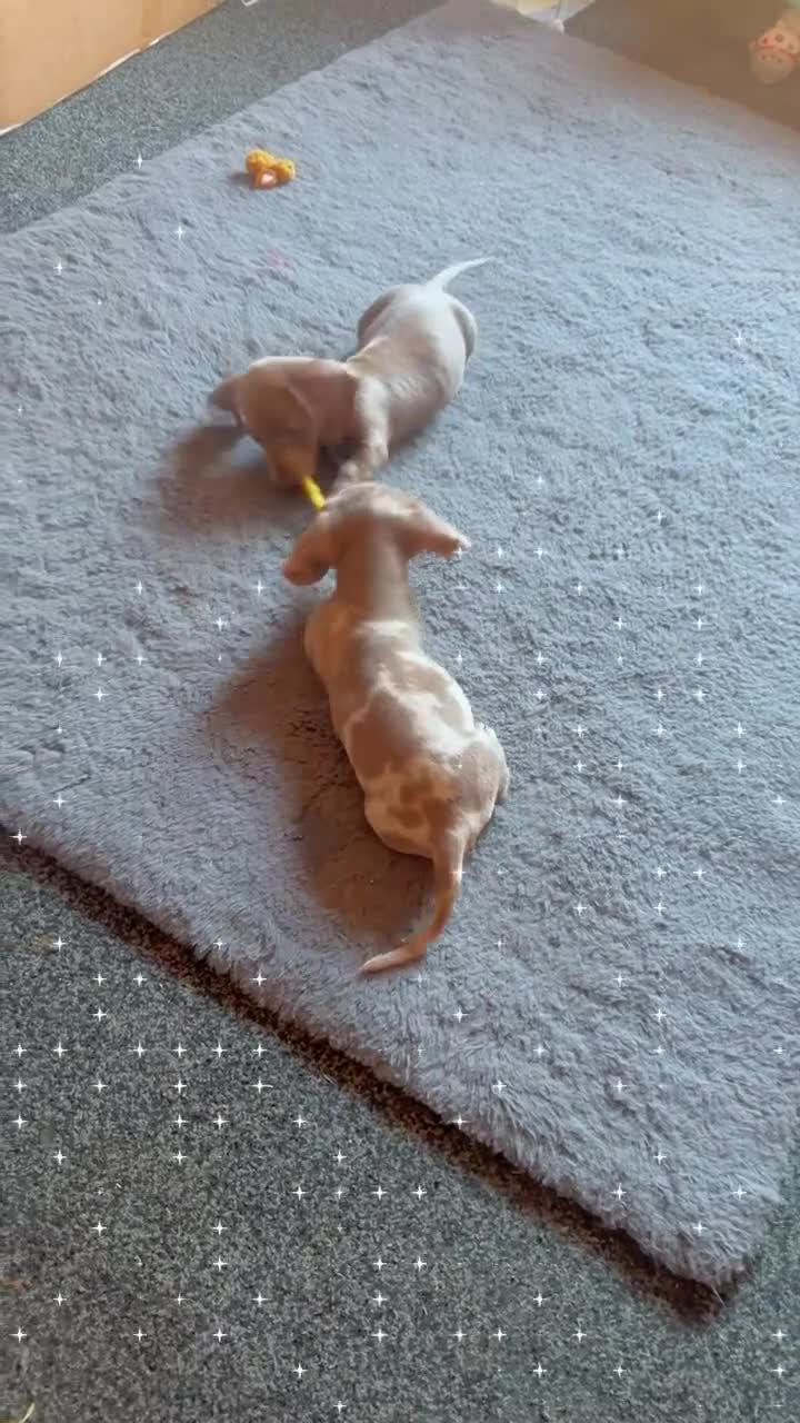 Miniature Dachshund dogs for sale: 2 beautiful boys  - Video 1