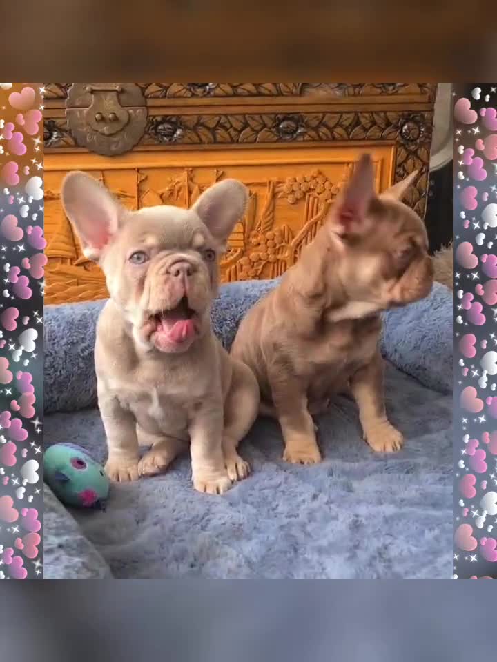 French Bulldog dogs for stud: 🐾⭐️New Shade Rojo tan RFG 0, 6 panel clear⭐️🐾 in Birmingham - Video 1