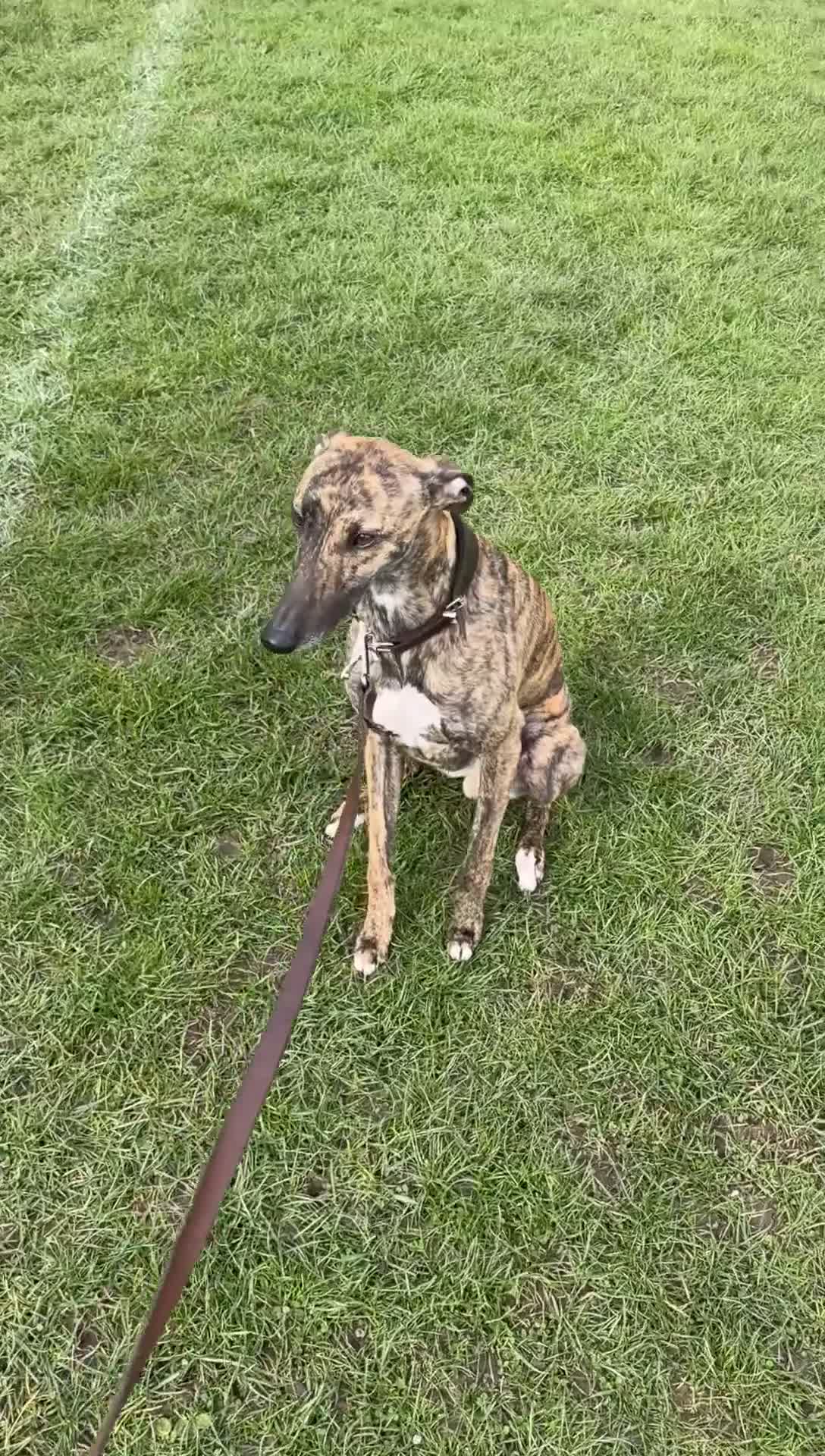 Whippet dogs for stud: Whippet For Stud in Darlington - Video 2