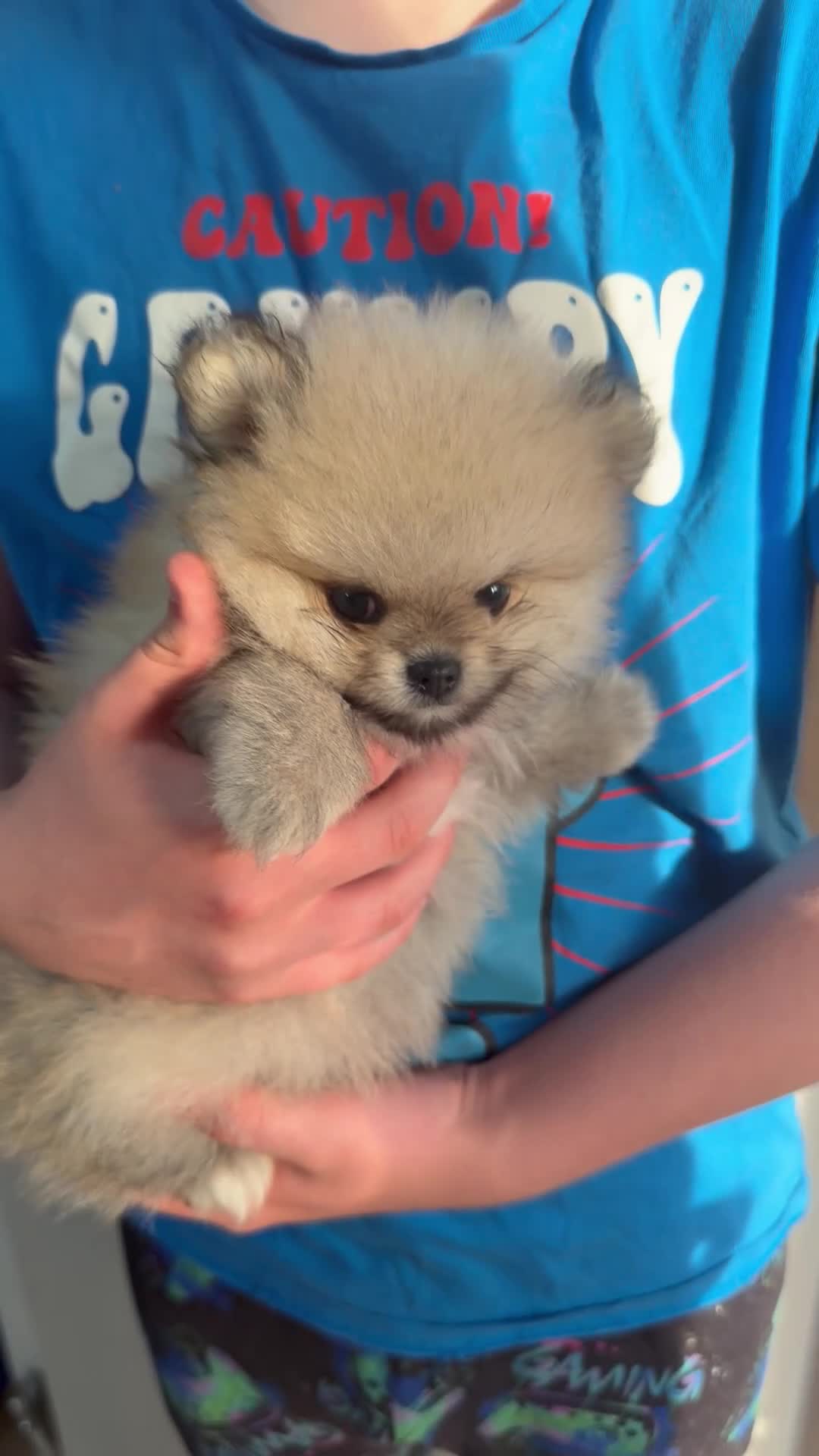 Pomeranian dogs for sale: Teddy Bear Pomeranians  - Video 3