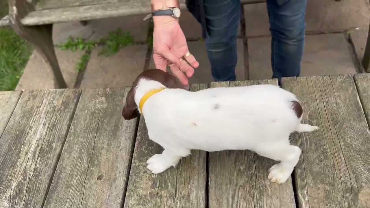 Springador dogs for sale: Meet the Family - Video 1