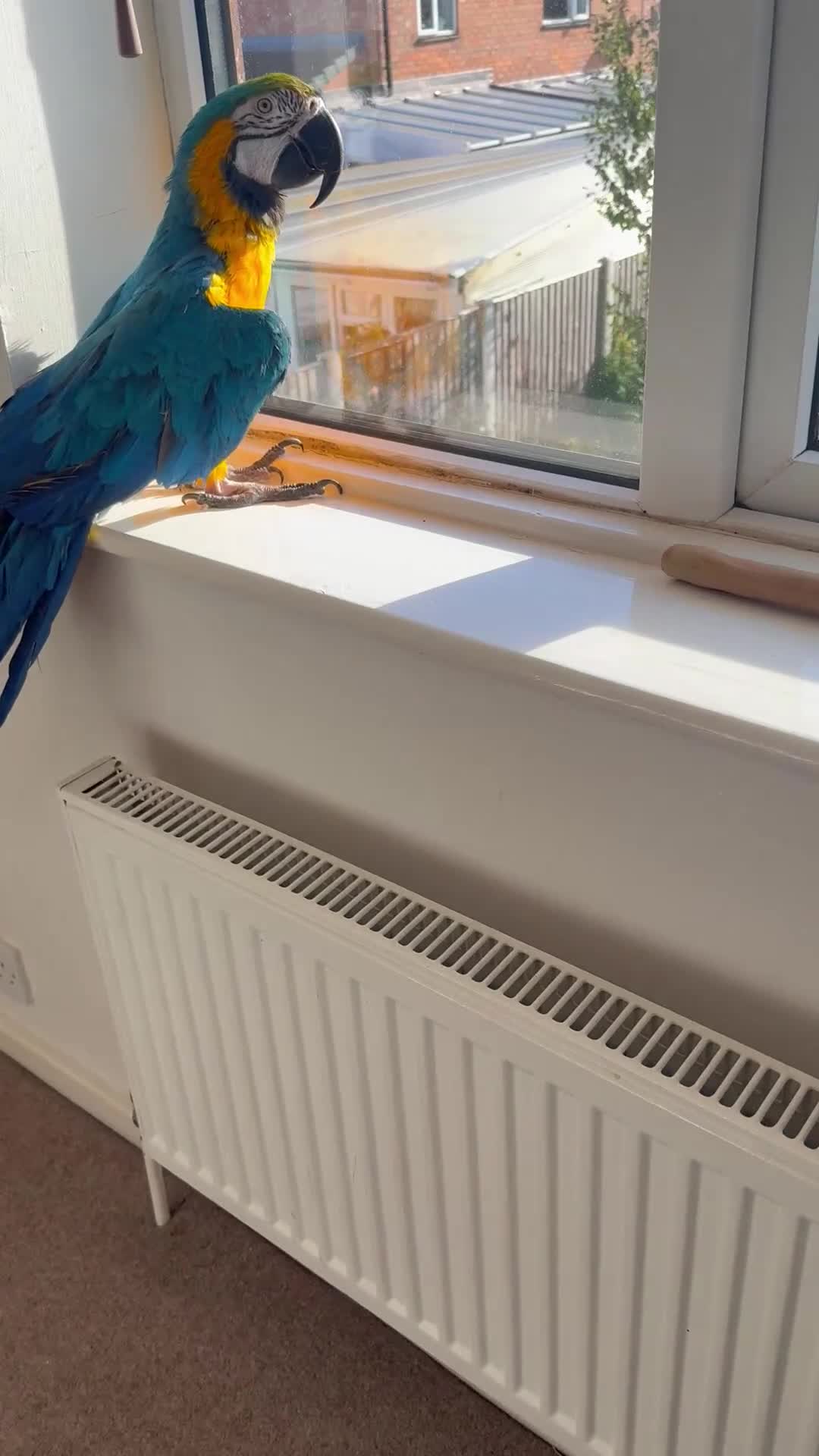 Macaws birds for sale: Harvey our beautiful boy - Video 1