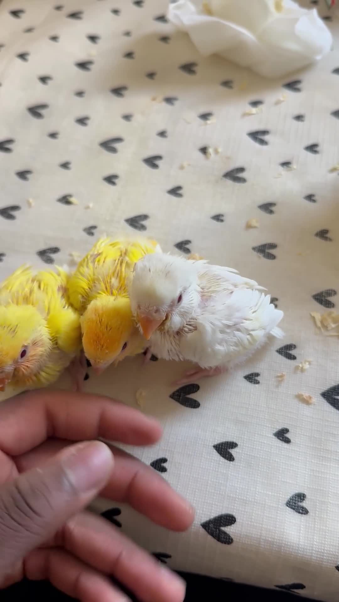 Lovebirds birds for sale: Hand-reared Lovebirds  - Video 2