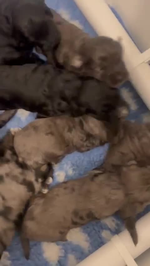 Cockapoo dogs for sale: Gorgeous F1 Cockapoo puppies  - Video 1