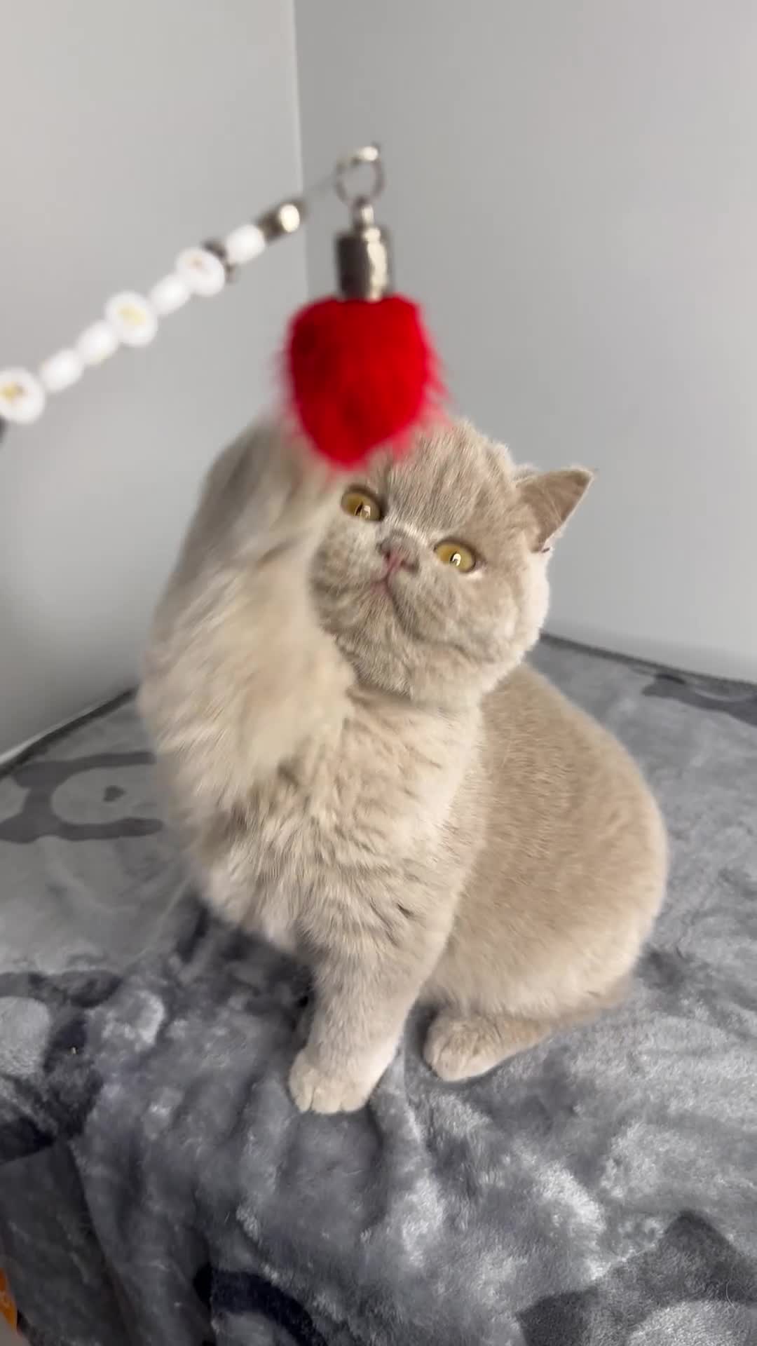 British Shorthair cats for sale: British shorthair Fawn - ONLY 2 kittens left  - Video 2