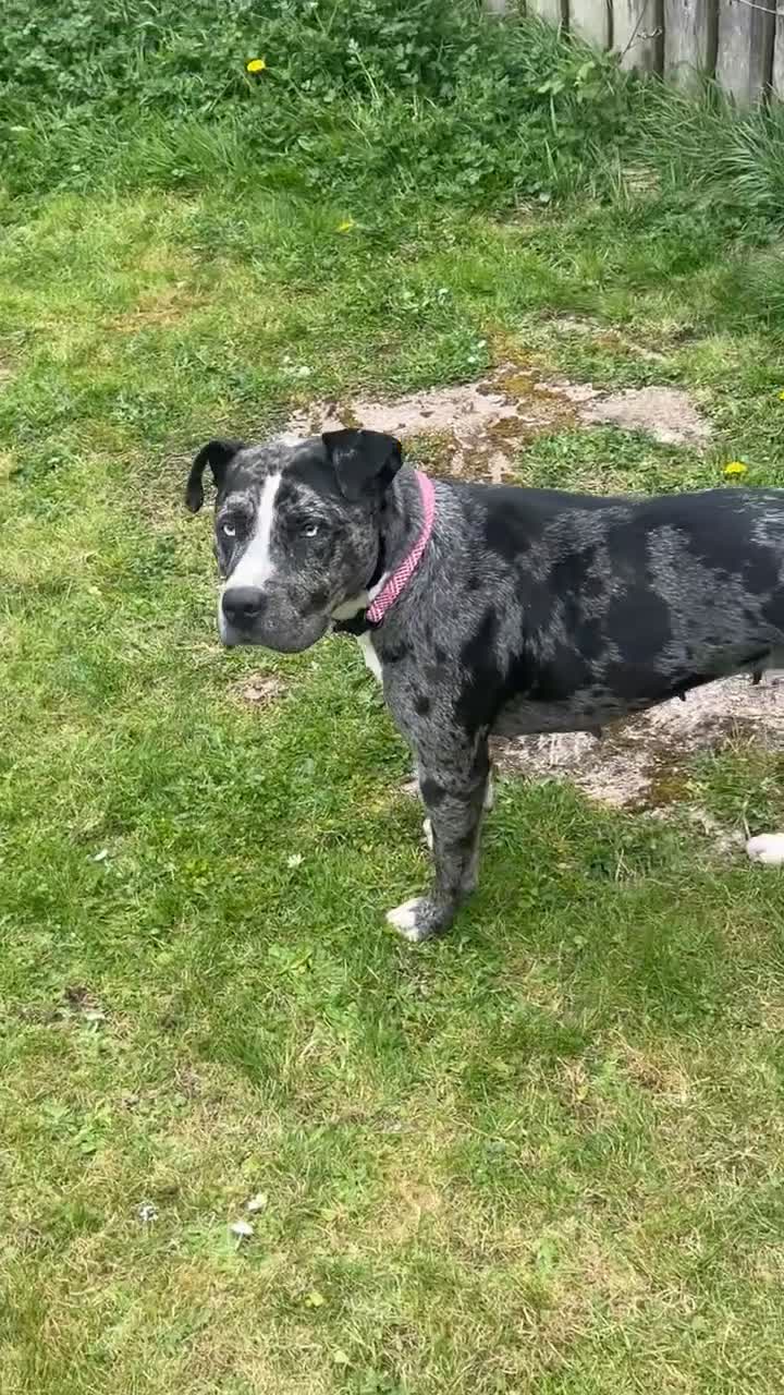 Mixed Breed dogs for sale: Marley  in Hull - Video 3