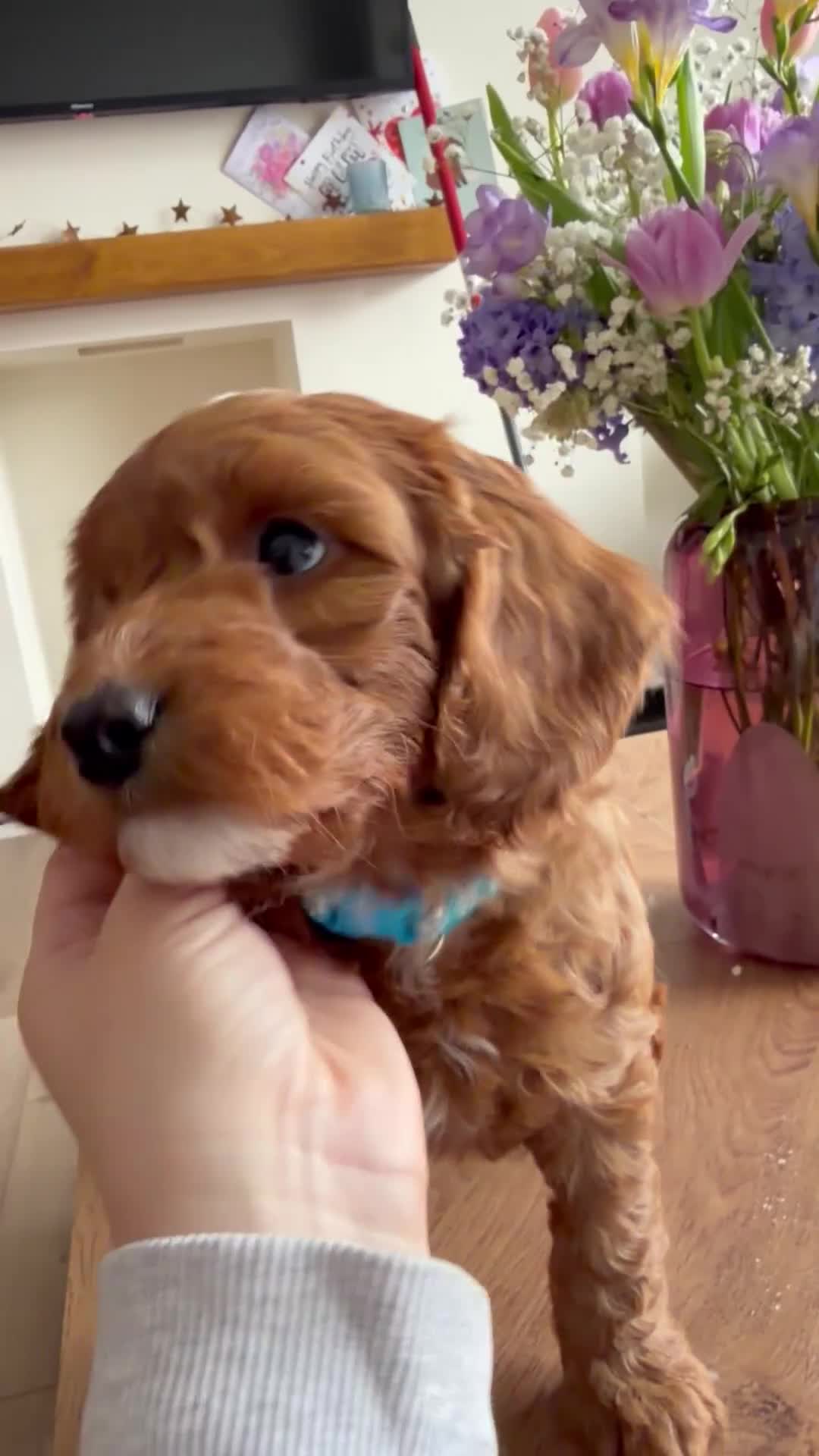 Cockapoo dogs for sale: 🌸🌸Extensively health tested F1 Cockapoo’s🌸🌸 - Video 1