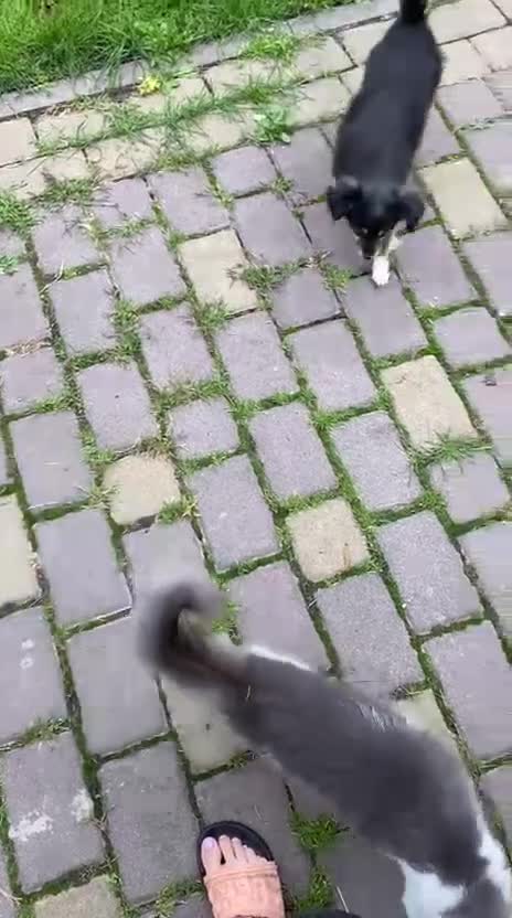 Mixed Breed dogs for adoption: 💖🐶 ELLA 🐶💖 - Video 1
