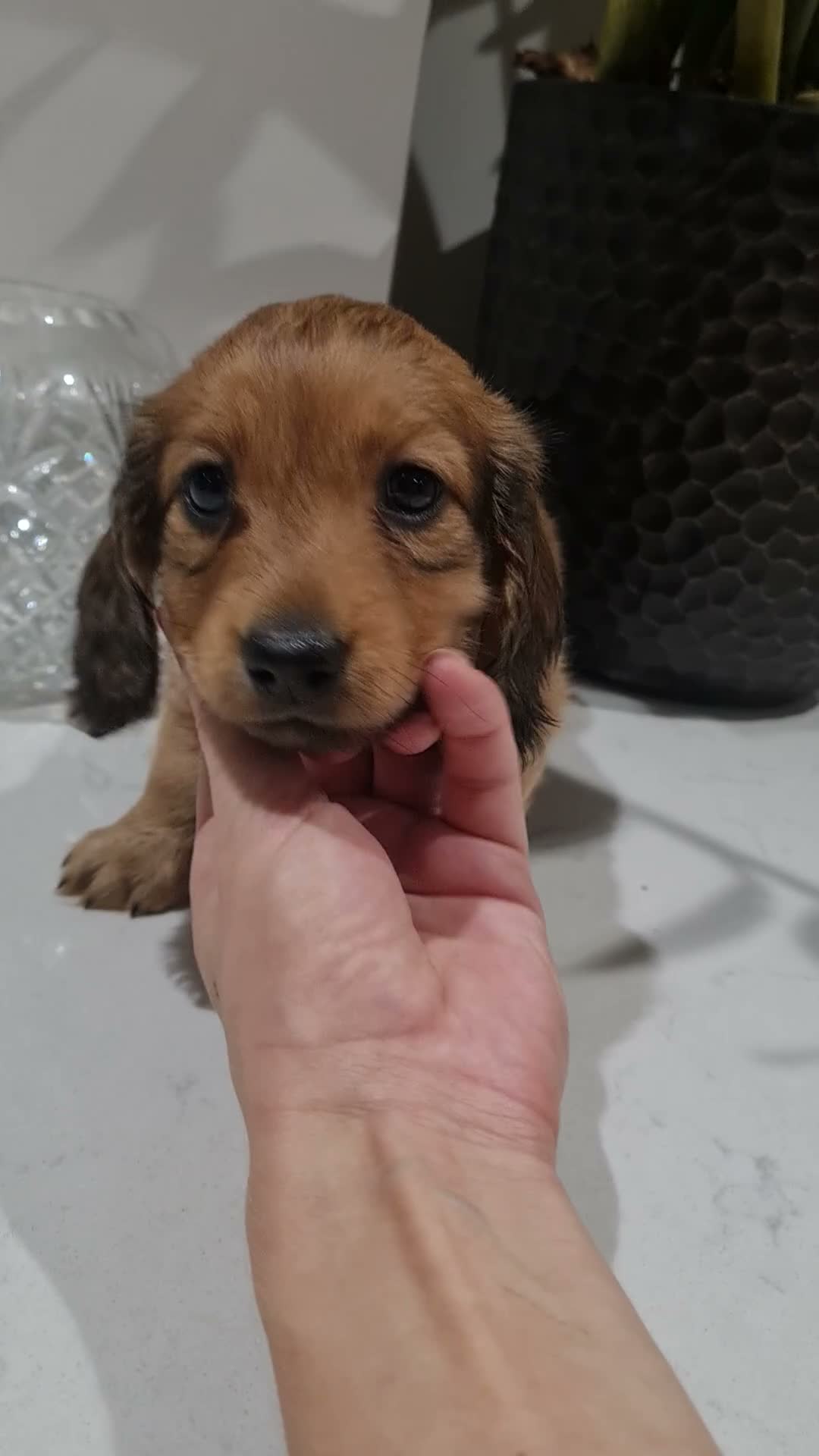 Dachshund dogs for sale: Pra clear,Last 3 beautiful LH Dachshund puppies💗 - Video 1