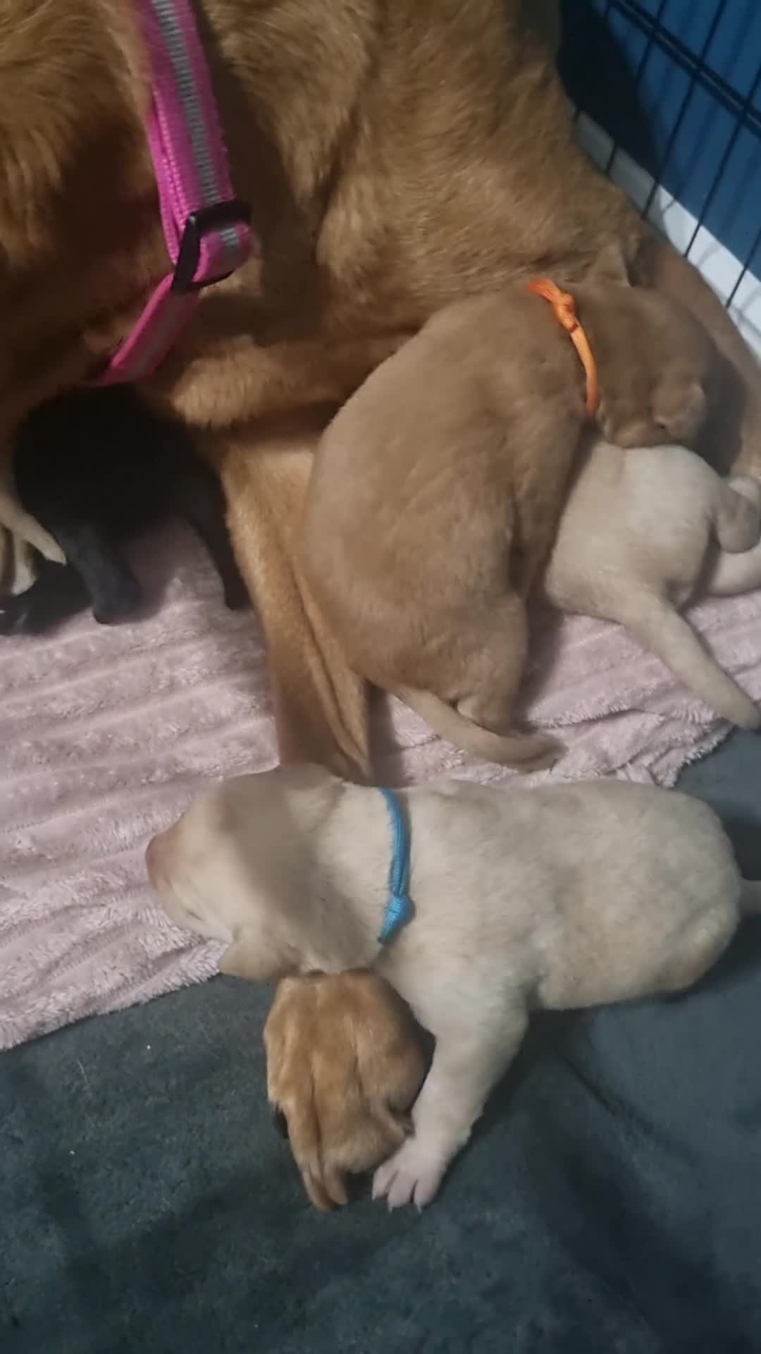 Labrador Retriever dogs for sale: LABRADOR PUPS FOR SALE! Red Fox, Yellow & Black 🐾 - Video 1