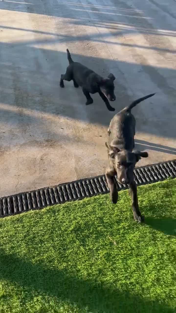 Springador dogs for sale: Springador Male pups - Video 1