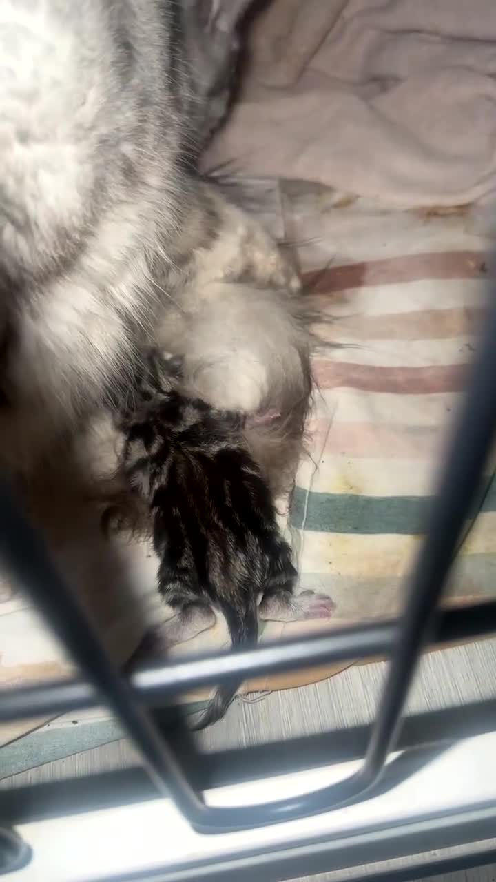 Maine Coon cats for sale: MAINE COON X BSH KITTENS - Video 2