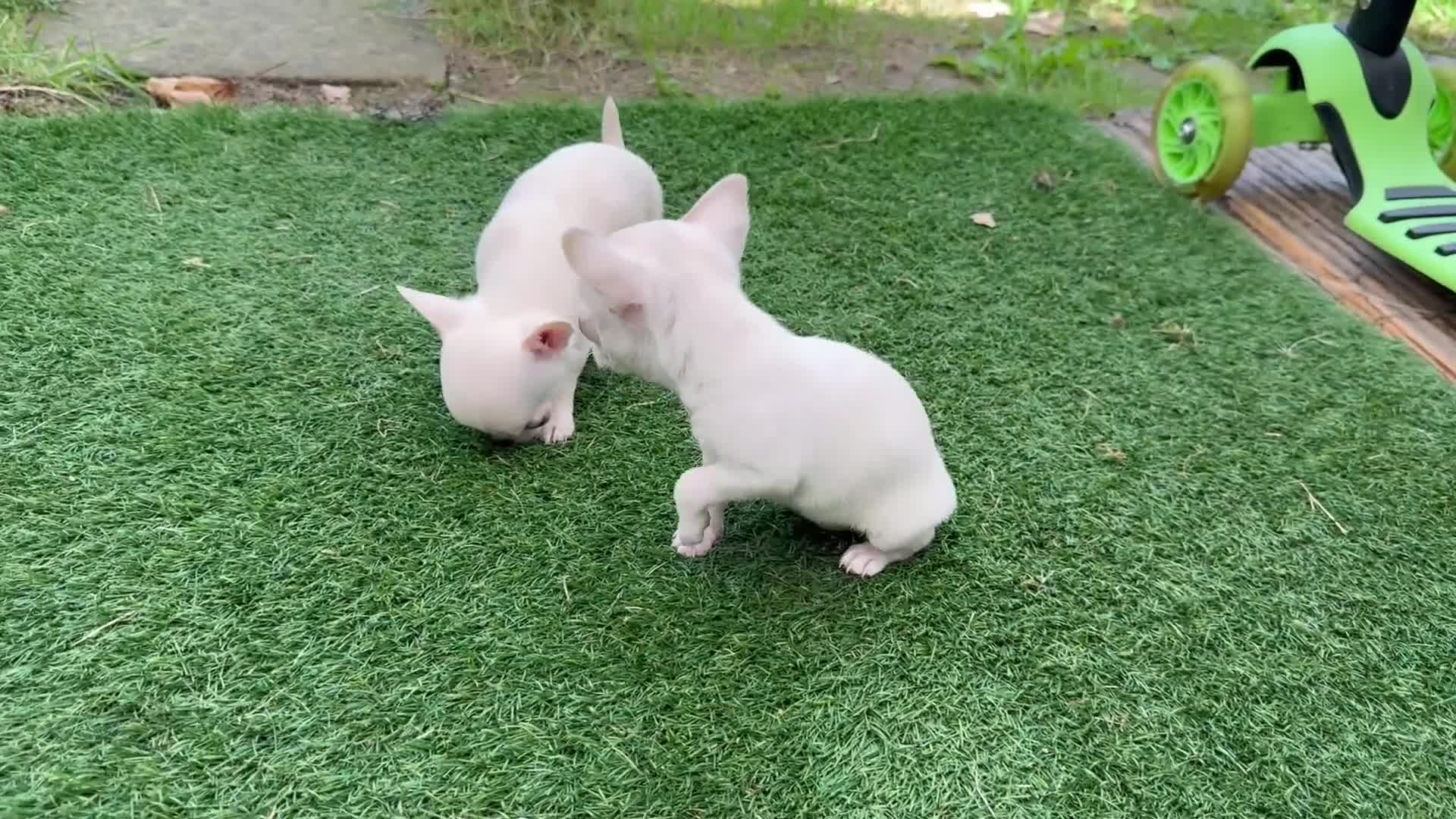 Chihuahua dogs for sale: Female chihuahua  - Video 1