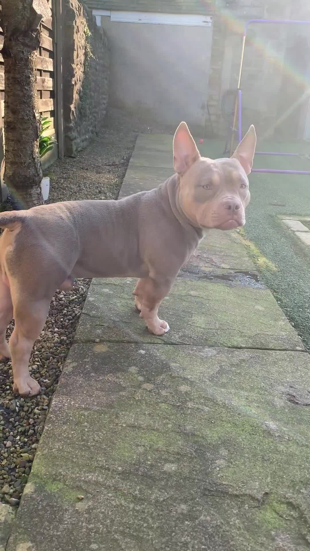 American Bully dogs for sale: 🏡 10-Month-Old Male Pocket Bully 🐾 in Lancaster - Video 2