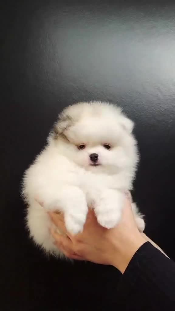 Pomeranian dogs for sale: KC Pedigree Pomeranian Puppies - Video 2