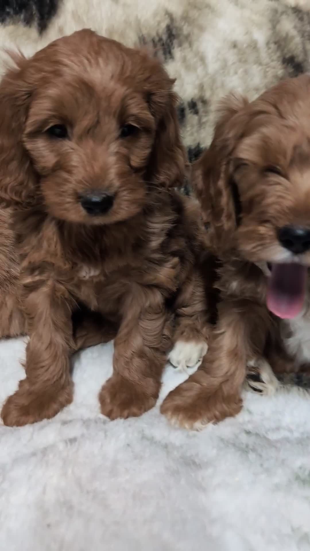 Cockapoo dogs for sale: Beautiful F1 Cockapoo puppies DNA clear  - Video 1