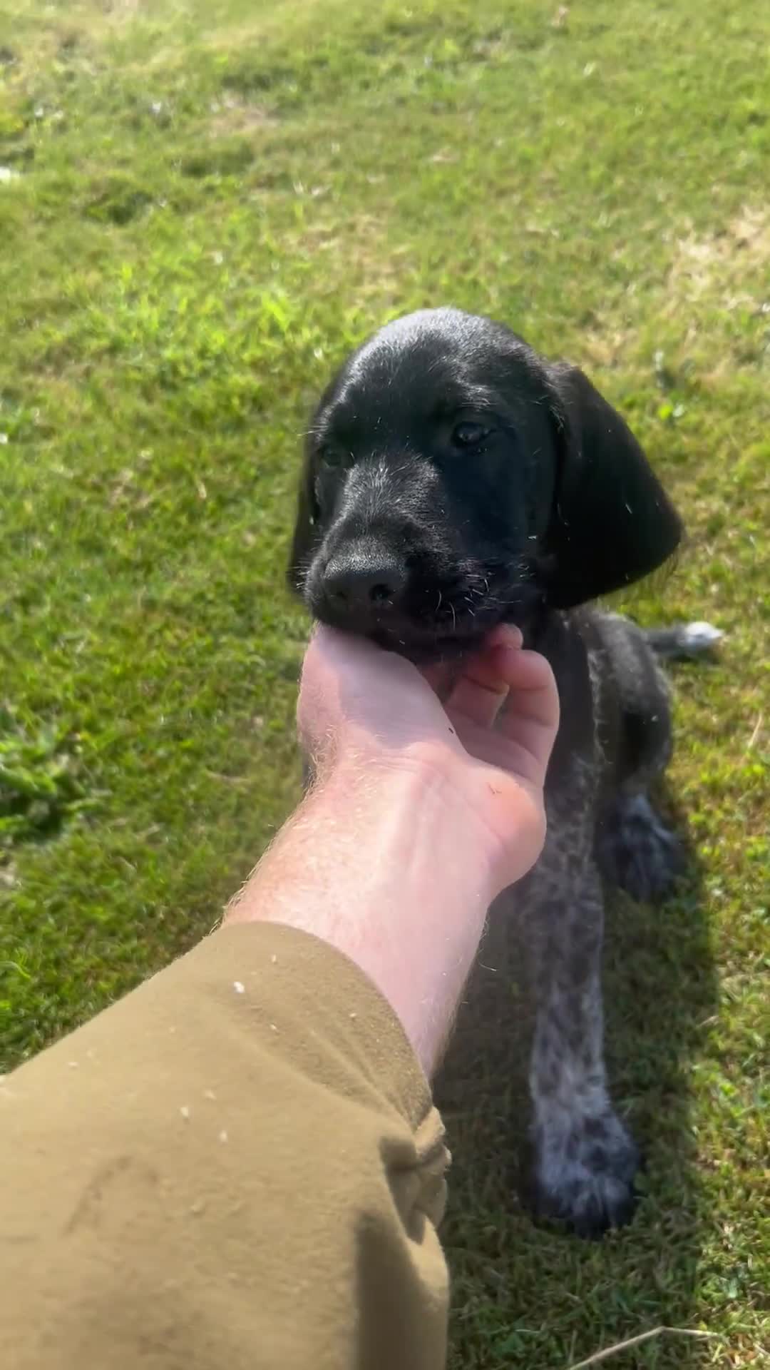 German Wirehaired Pointer dogs for sale:  German wired haired pointer pup (BOY)💙 - Video 1