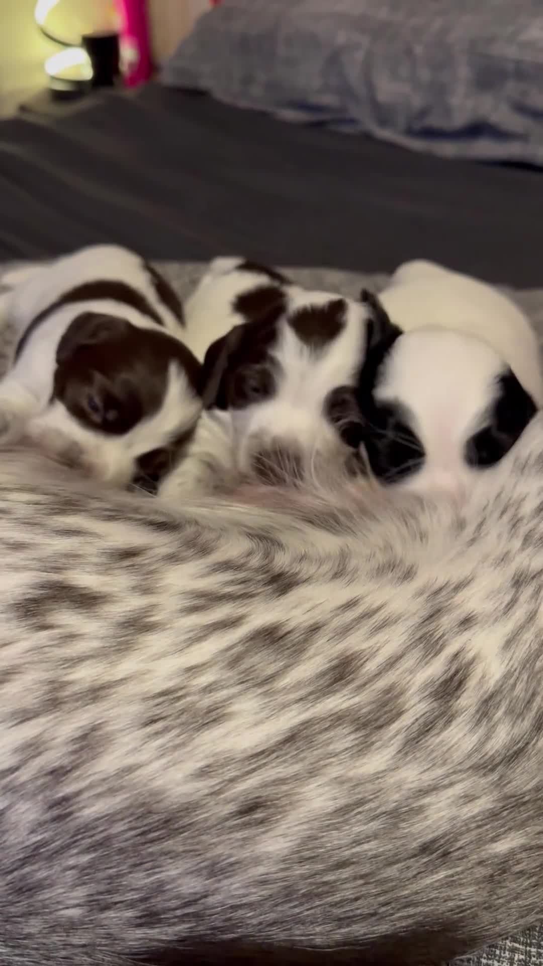 Cocker Spaniel dogs for sale: Cocker spaniel Puppies  - Video 2