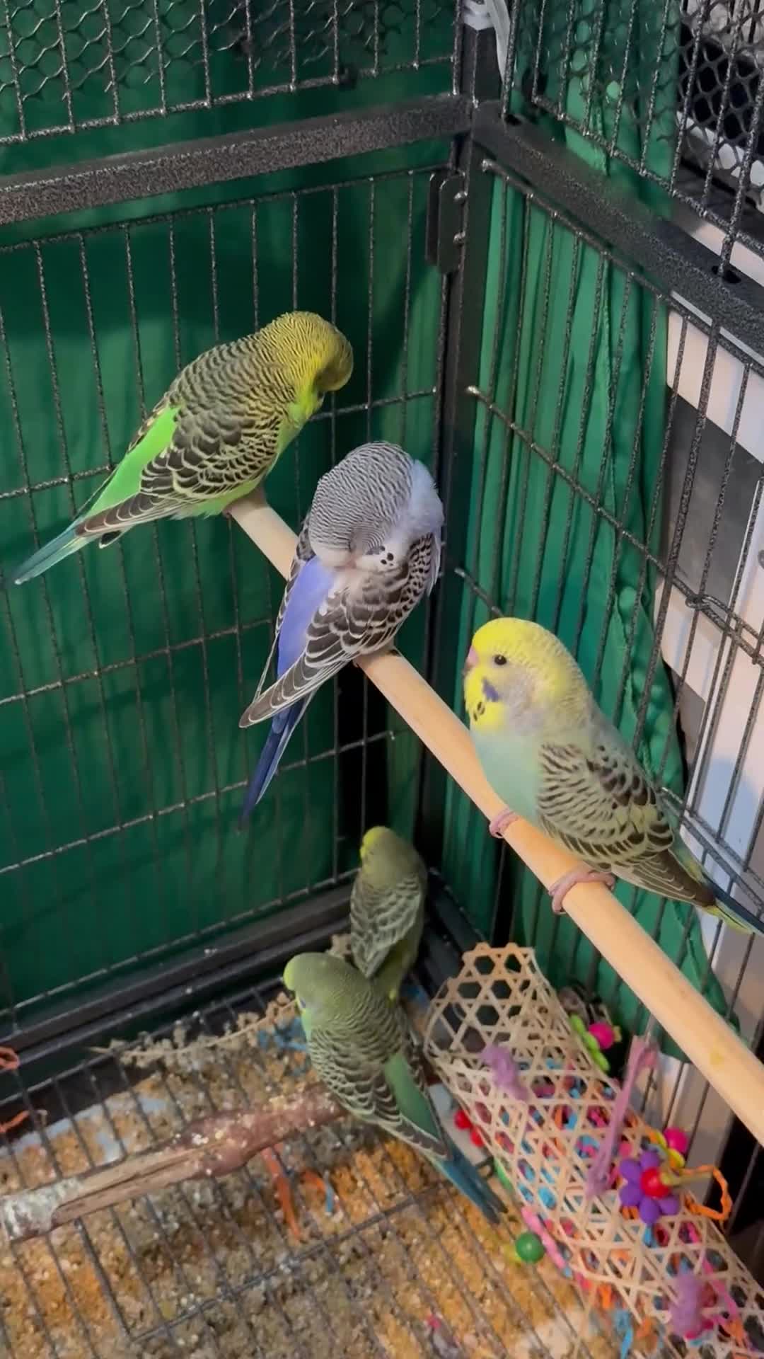 Budgerigars birds for sale: 8 week old baby budgies available in Runcorn - Video 3