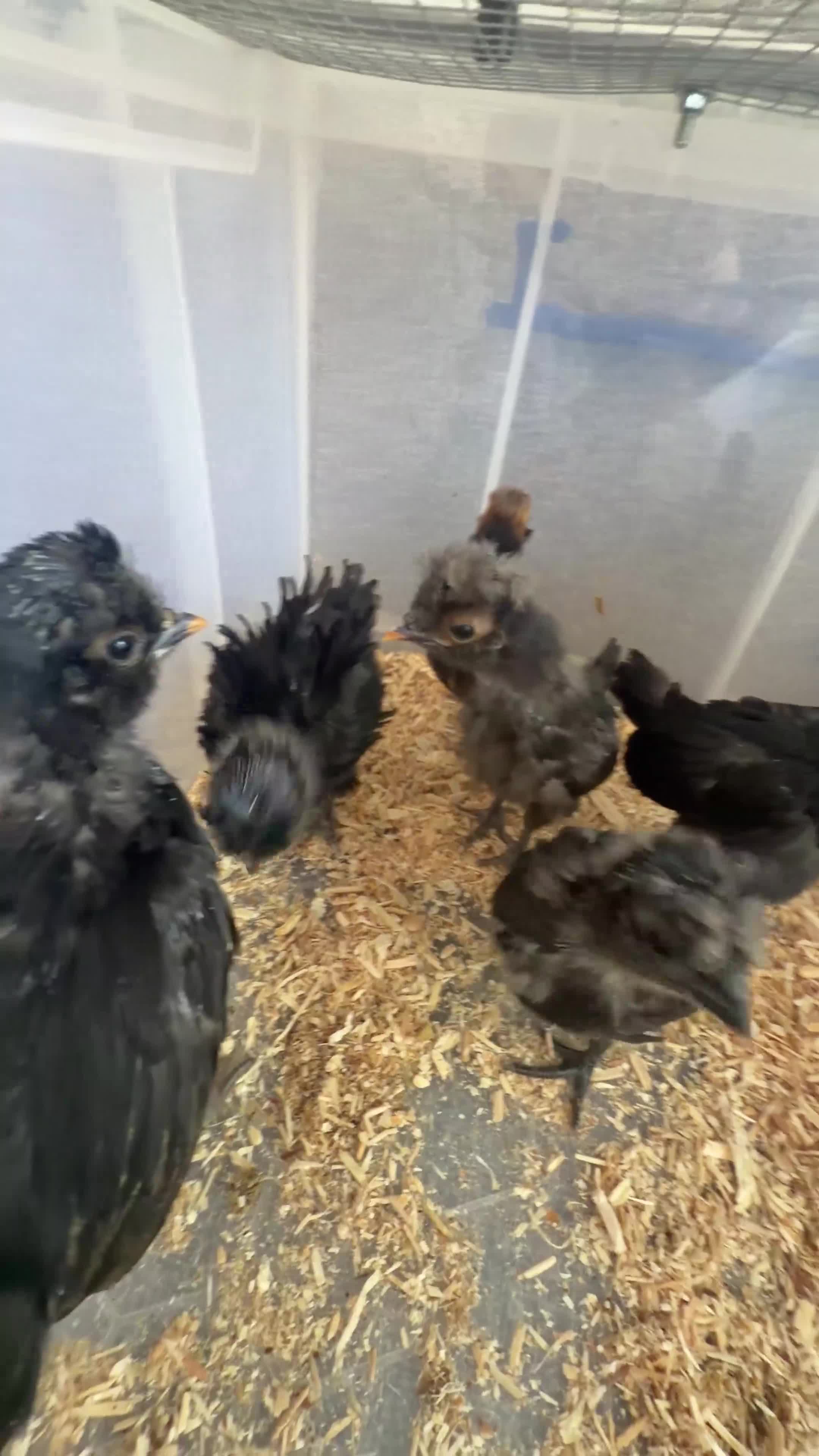 Chickens poultry for sale: Mixed Flock of Chickens - Video 1