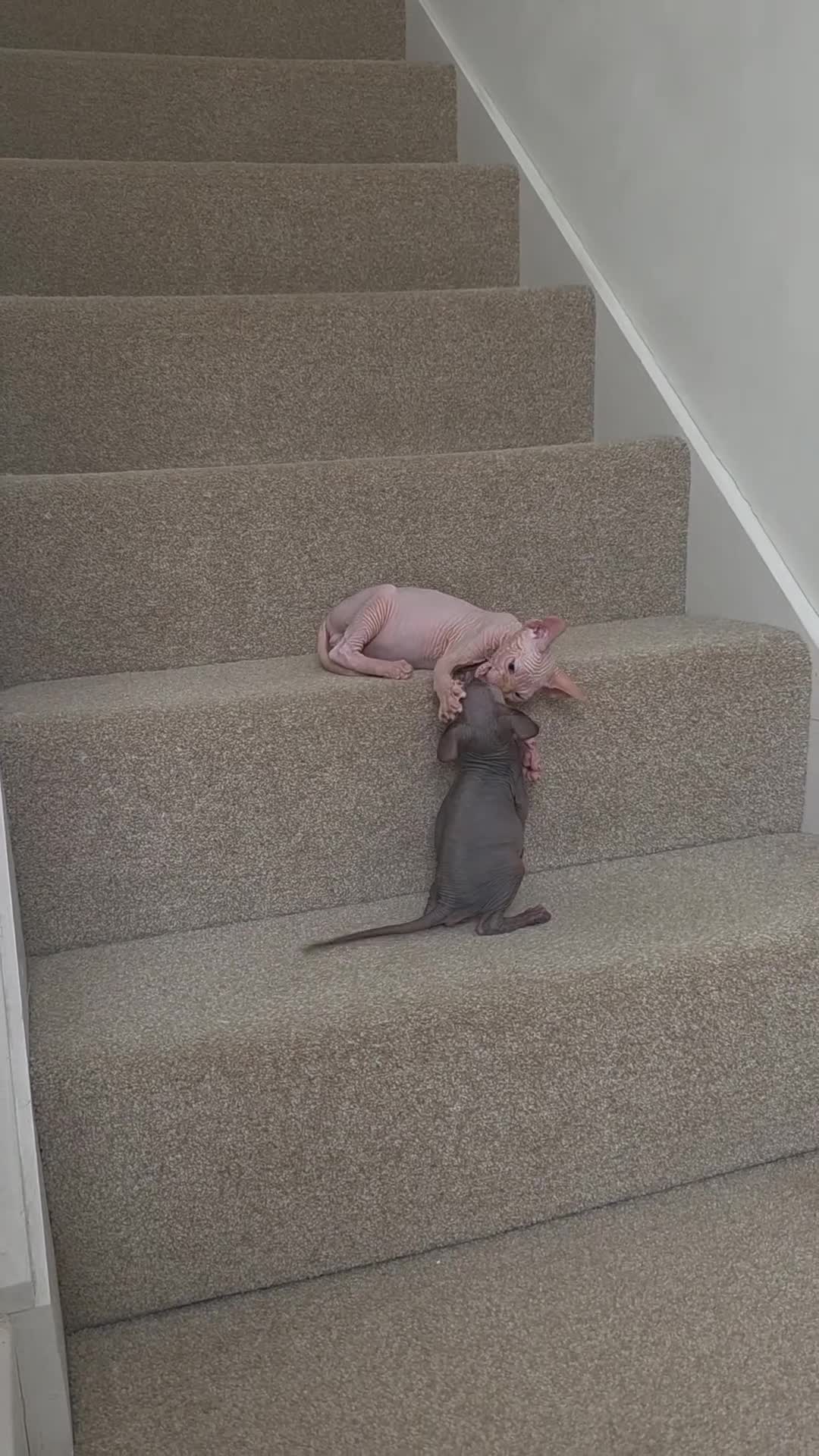 Sphynx cats for sale: 😻 Beautiful Sphynx Boy Looking For Forever Home  - Video 3