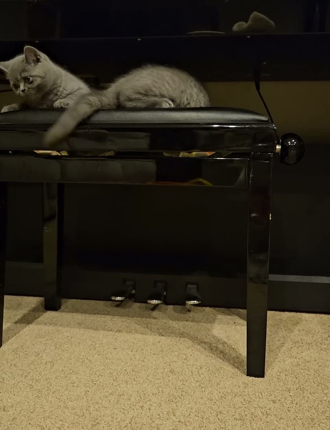British Shorthair cats for sale: Pure Blue British Shorthair Kittens  - Video 1