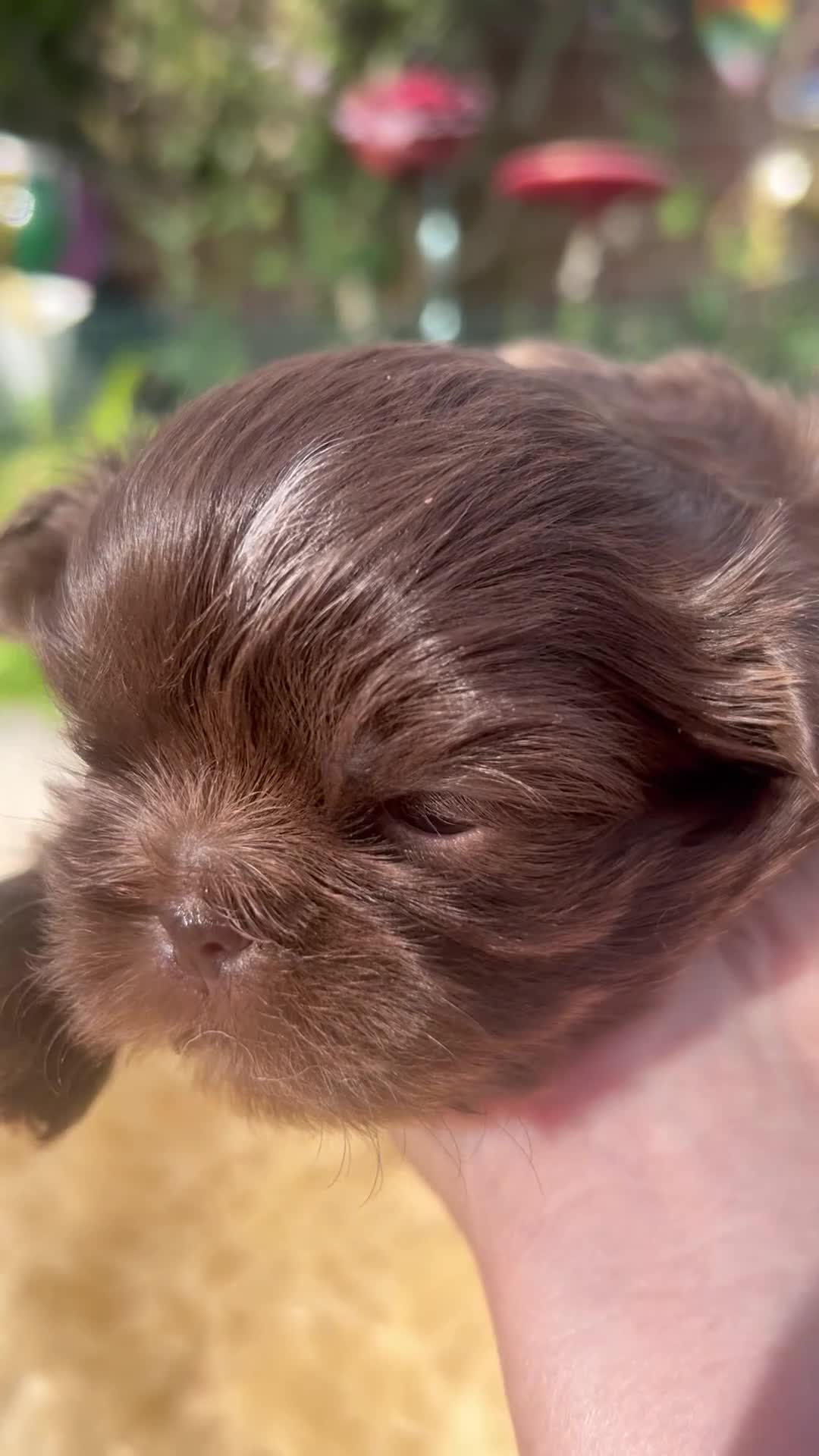 Shih Tzu dogs for sale: Imperial Shihtzu Chocolates - Video 4