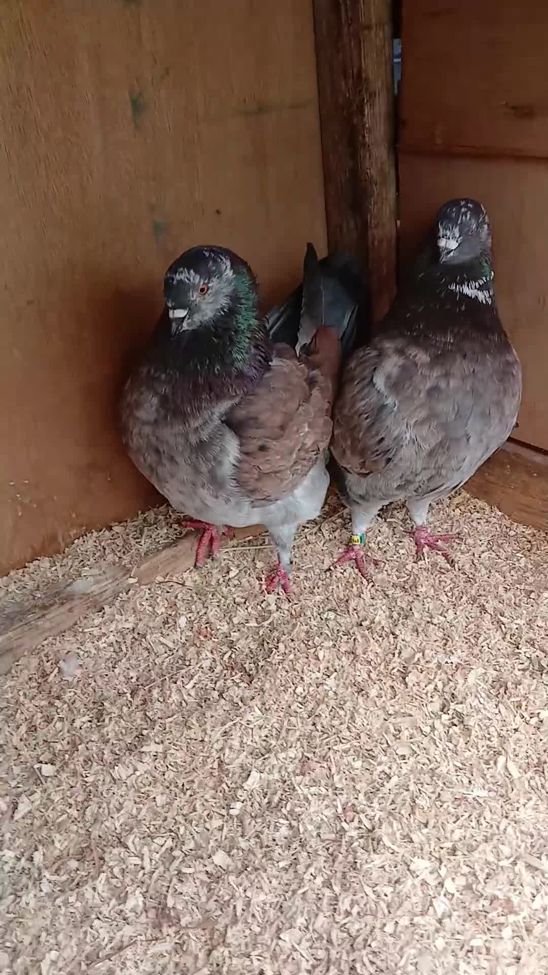 Pigeons birds for sale: Breeding pair modena pigeons   in Pontefract - Video 1