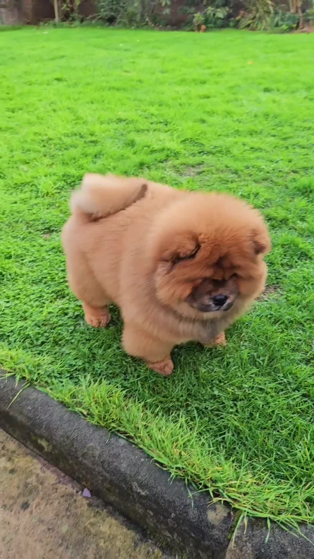 Chow Chow dogs for sale: Crufts champion pedigree  - Video 3