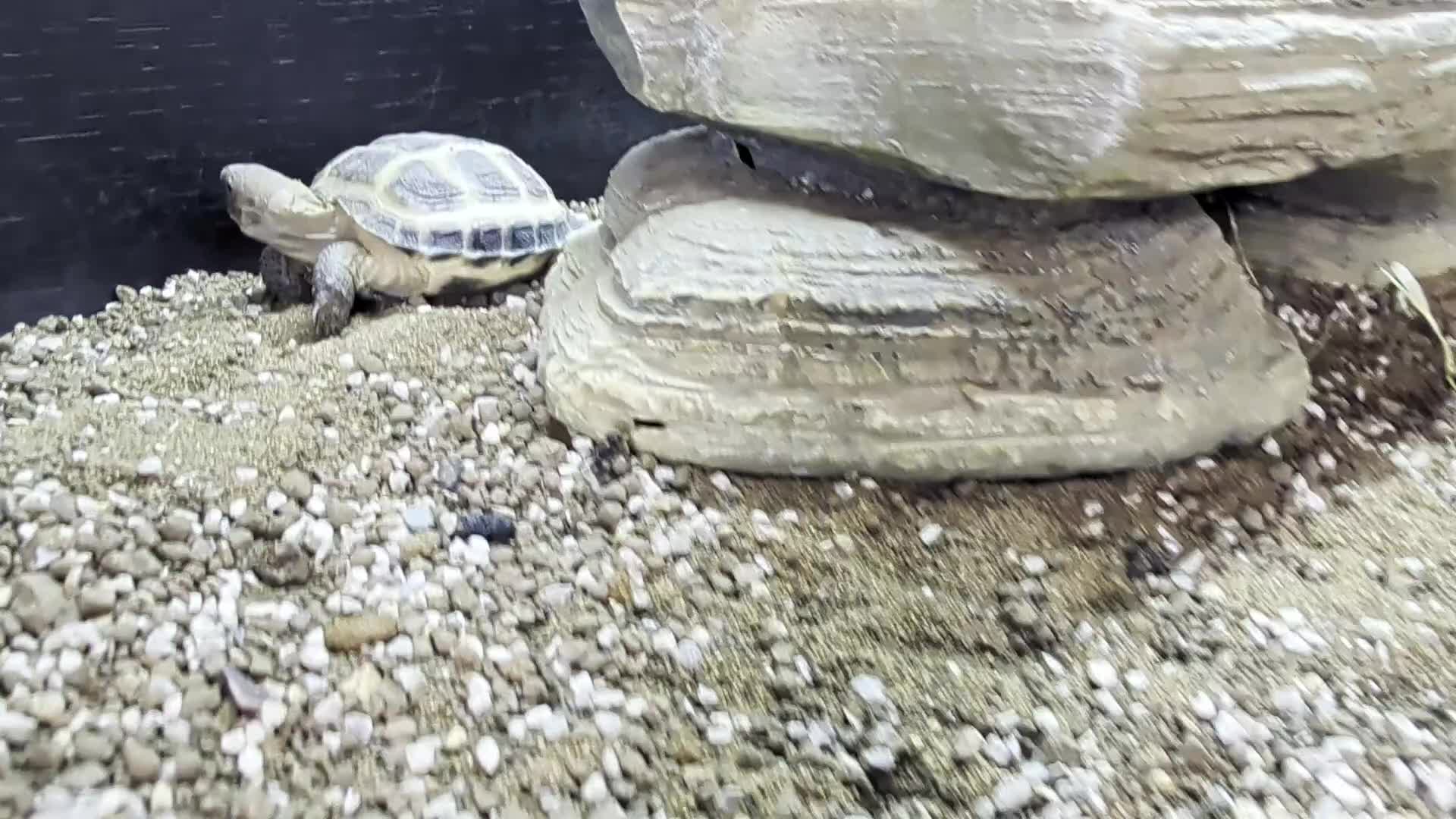 Tortoise reptiles for sale: Baby Horsefield tortoises from £159.99 in Chorley - Video 1