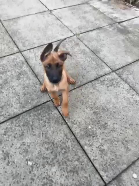 Belgian Shepherd Dog dogs for sale: belgian malinois Pup ready to go - Video 2