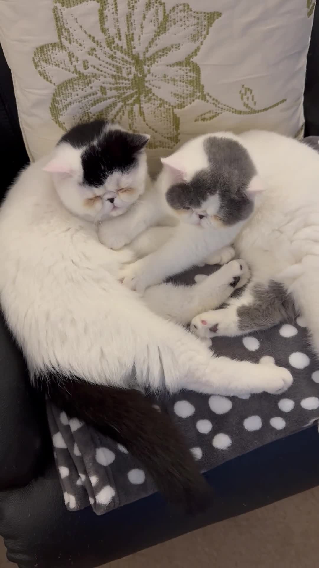 Exotic cats for sale: Outstanding quality exotic kittens  Champion lines - Video 1