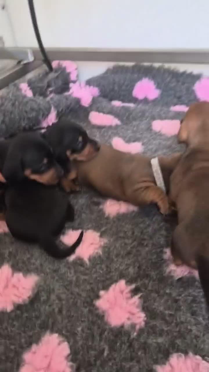 Dachshund dogs for sale: Standard smooth haired dachshunds in Huntingdon - Video 1