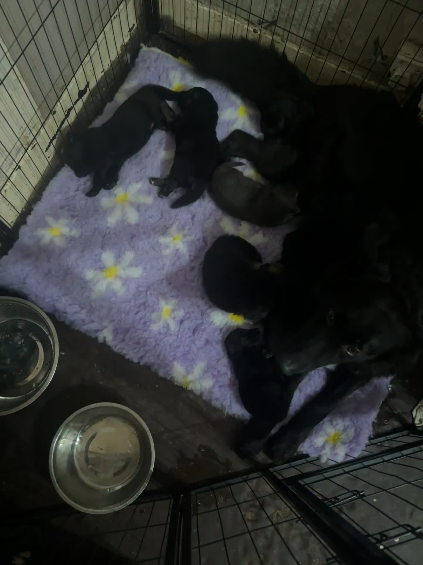 German Shepherd dogs for sale: German shepherd  - Video 1