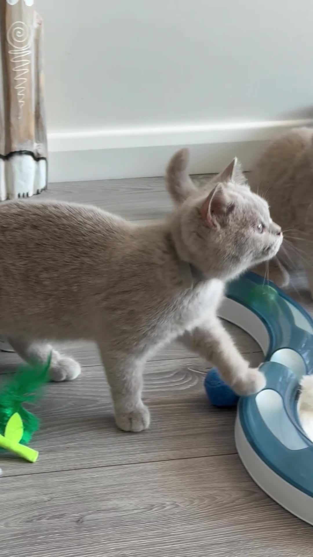 British Shorthair cats for sale: Ready Now - beautiful British Shorthaired Kittens  - Video 3