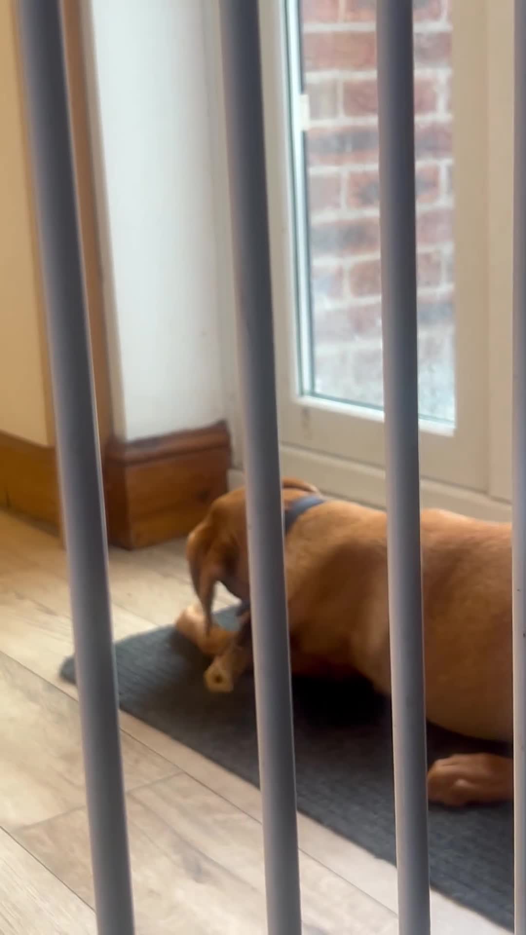 Labrador Retriever dogs for sale: 6 month old red fox labrador for sale - Video 1