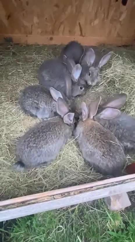 Continental Giant rabbits for sale: Continental Giant- 8 weeks old - Video 1