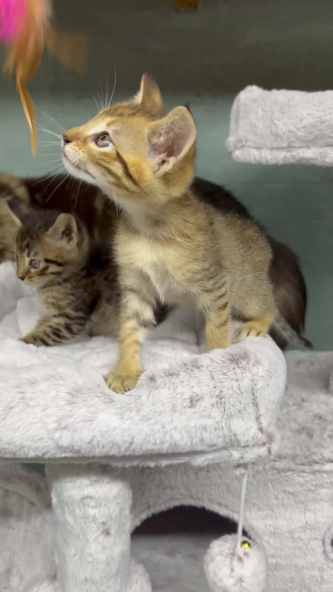 Savannah cats for sale: Savvanah kittens  - Video 1