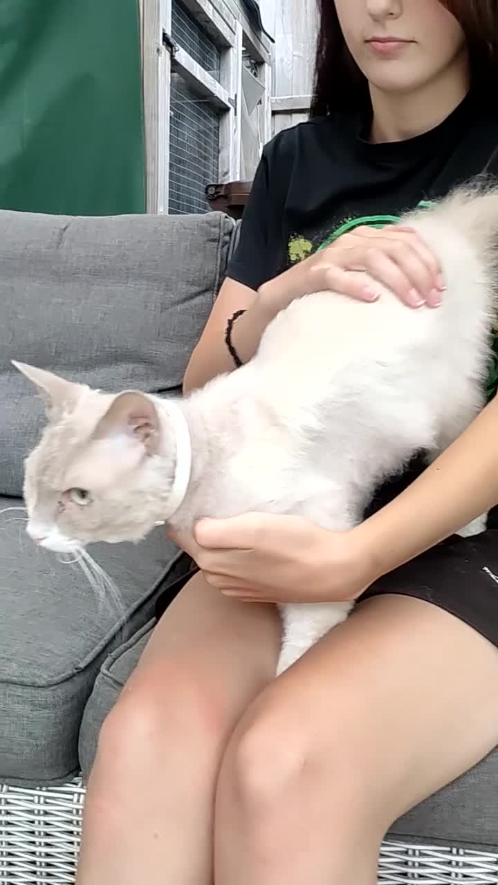 LaPerm cats for sale: Gentle Adult LaPerm male - Video 3
