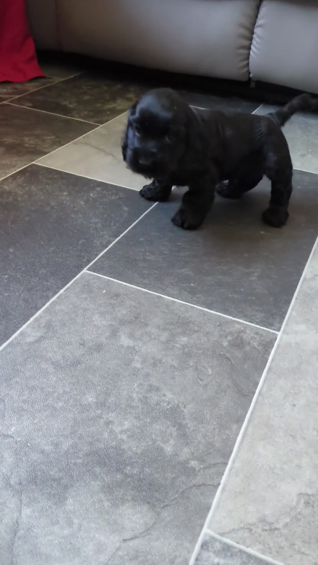 Cocker Spaniel dogs for sale: KC Registered Show Type Cocker Spaniels  - Video 1