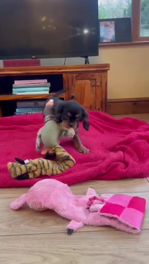 Cavalier King Charles Spaniel dogs for sale: Beautiful cavalier king charles puppy for sale - Video 1