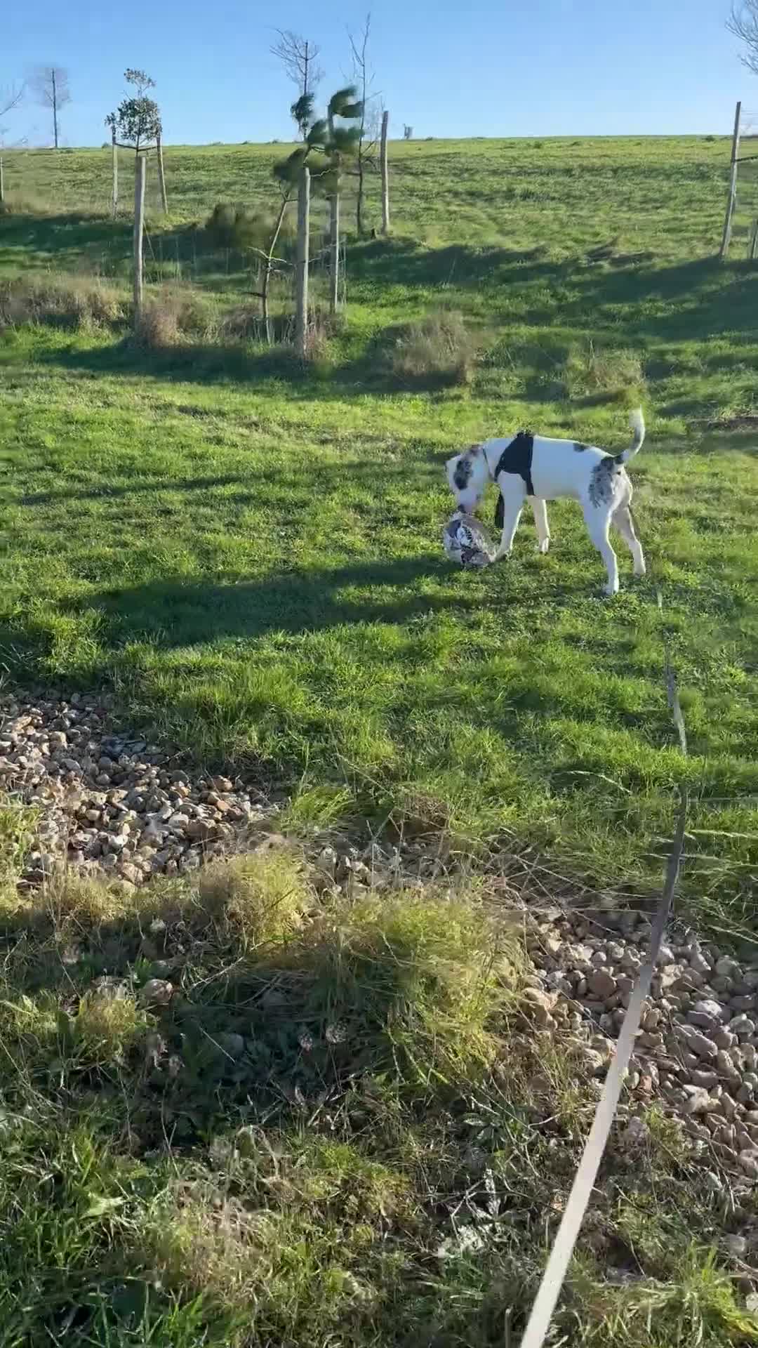 Staffordshire Bull Terrier dogs for sale: Loki  - Video 1