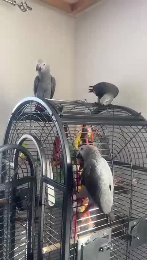 Parrots birds for sale: 12w Hand reared Congo African grey parrot babies  - Video 2