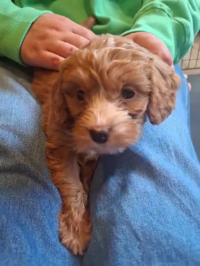 Cockapoo dogs for sale: 5 Stunning F1 Red Cockapoos (Health Tested) ❤️ - Video 3