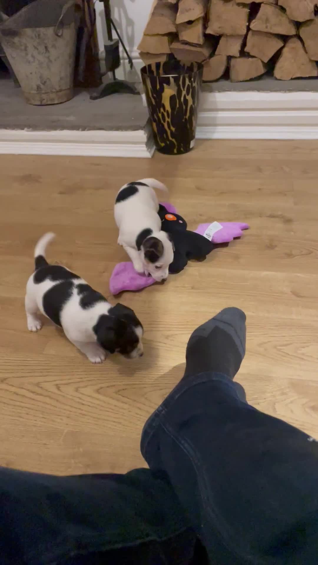 Jack Russell dogs for sale: Traditional short legs jack Russel  - Video 1