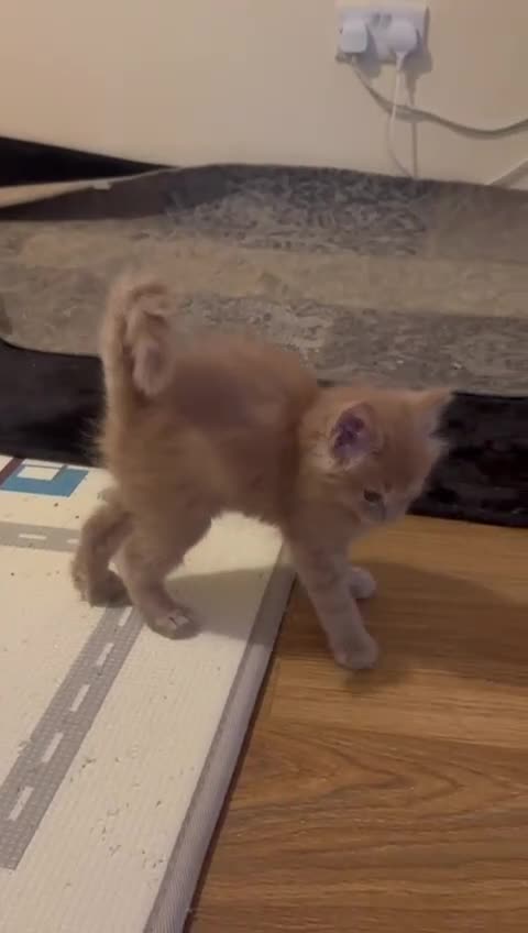 Maine Coon cats for sale: ✨Stunning Maine Coon Kittens Champion Bloodline!✨ - Video 2
