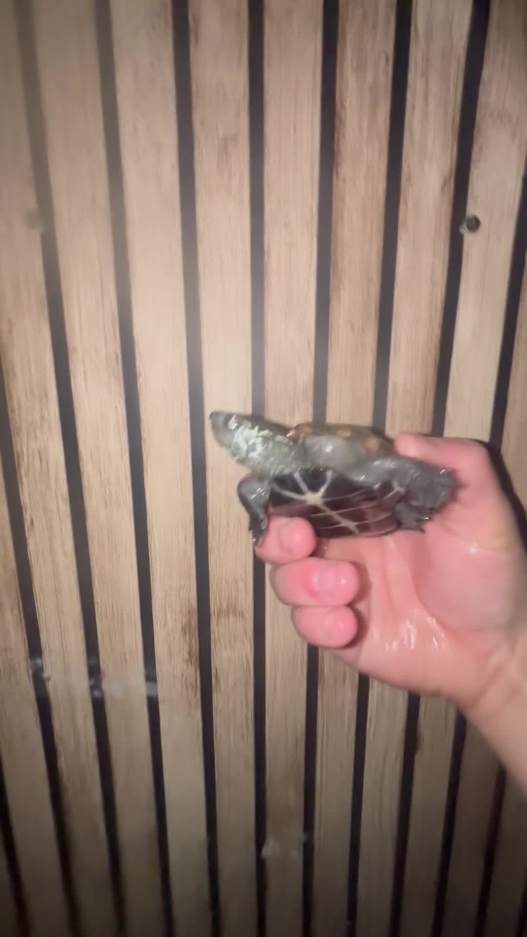 Turtle reptiles for sale: Breeding pair Com Musk Turtles - Video 1